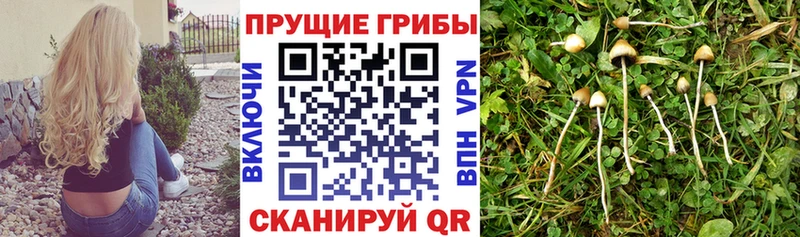 Купить закладки  Славянск-на-Кубани  Псилоцибиновые грибы Psilocybe 
